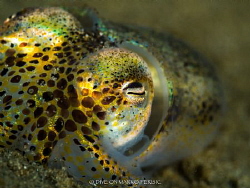 EYEBALL by Marko Perisic 